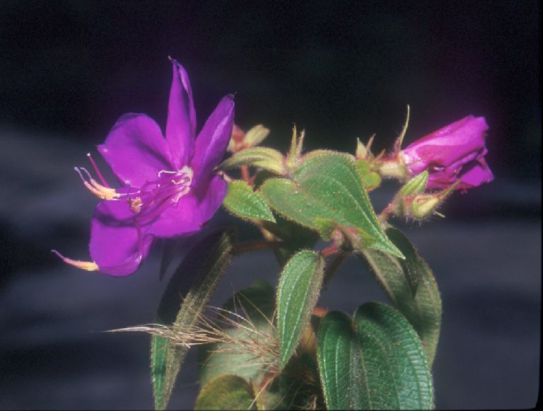 Melastomataceae Rhynchanthera grandiflora