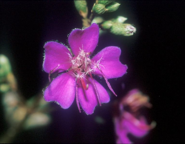 Melastomataceae Tibouchina bipenicillata