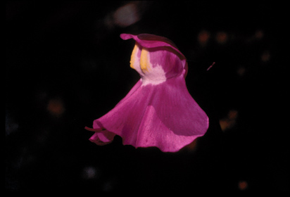 Lentibulariaceae Utricularia humboldtii