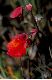 image of Utricularia quelchii