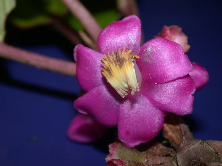 Melastomataceae Topobea parasitica