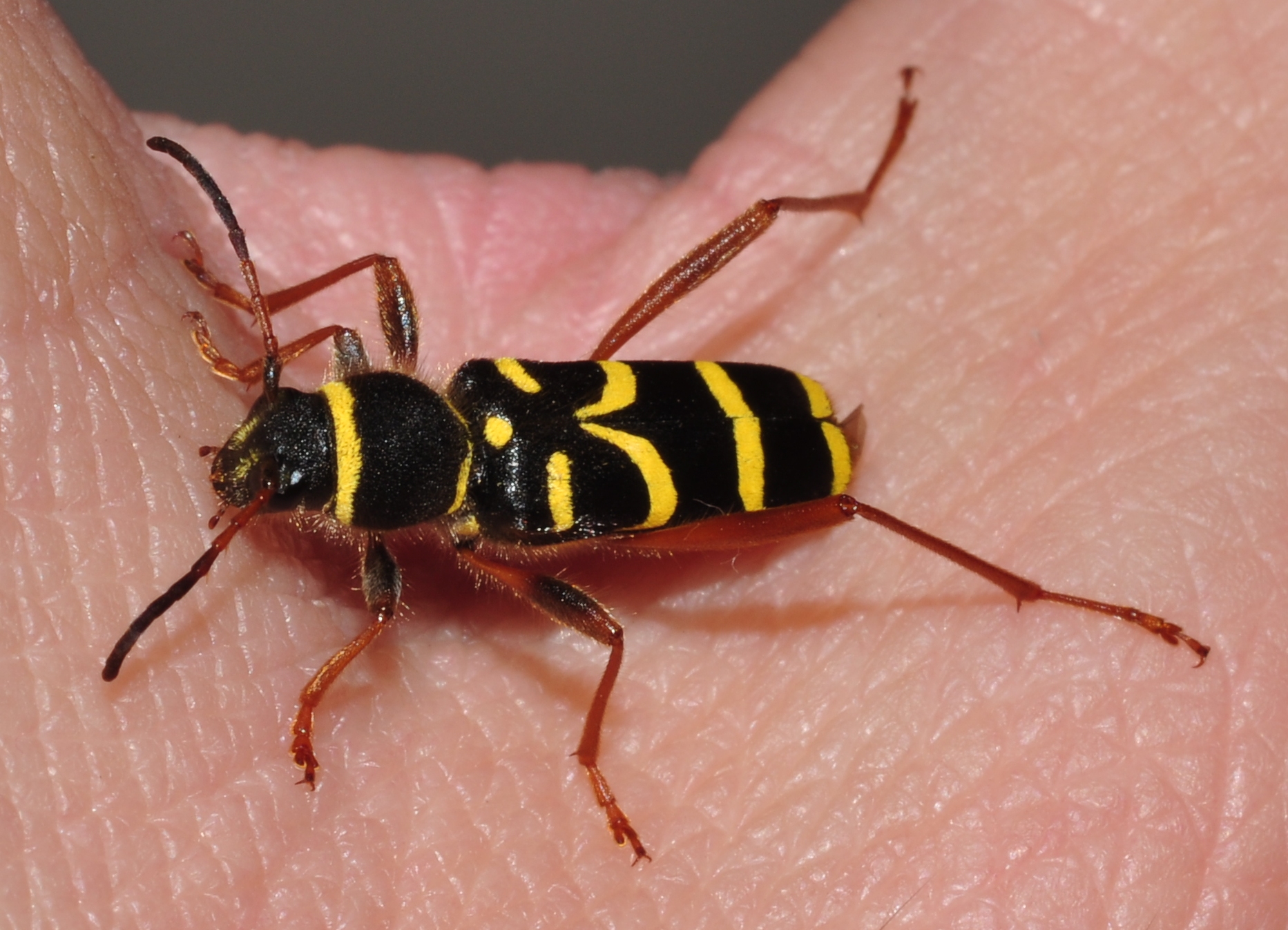 Cerambycidae Clytus arietis