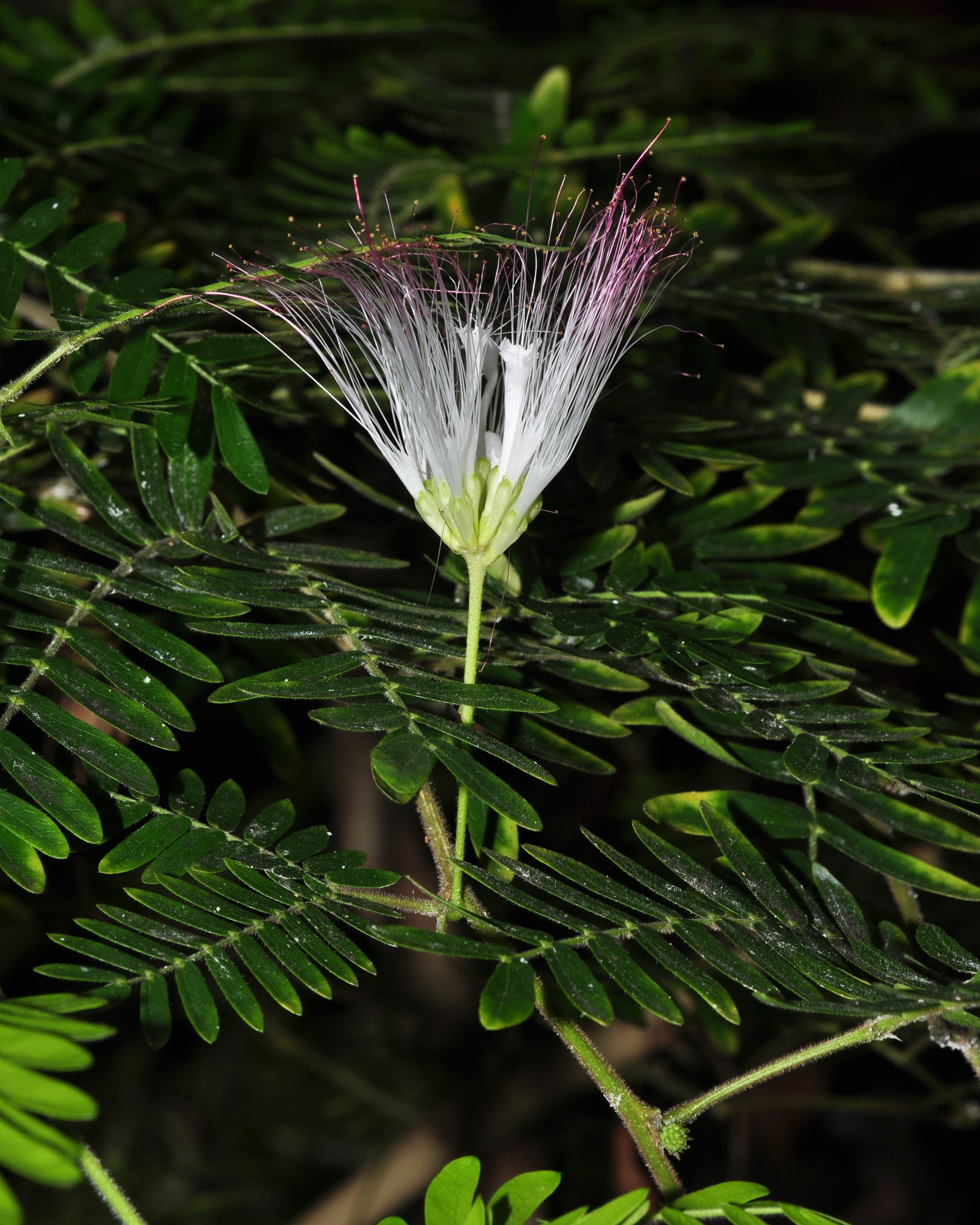 Fabaceae Calliandra pittierri