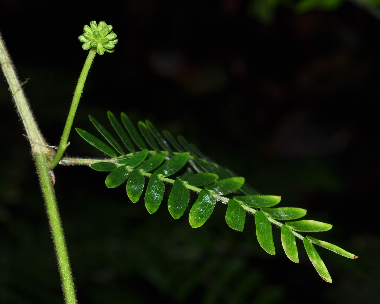 Fabaceae Calliandra pittierri