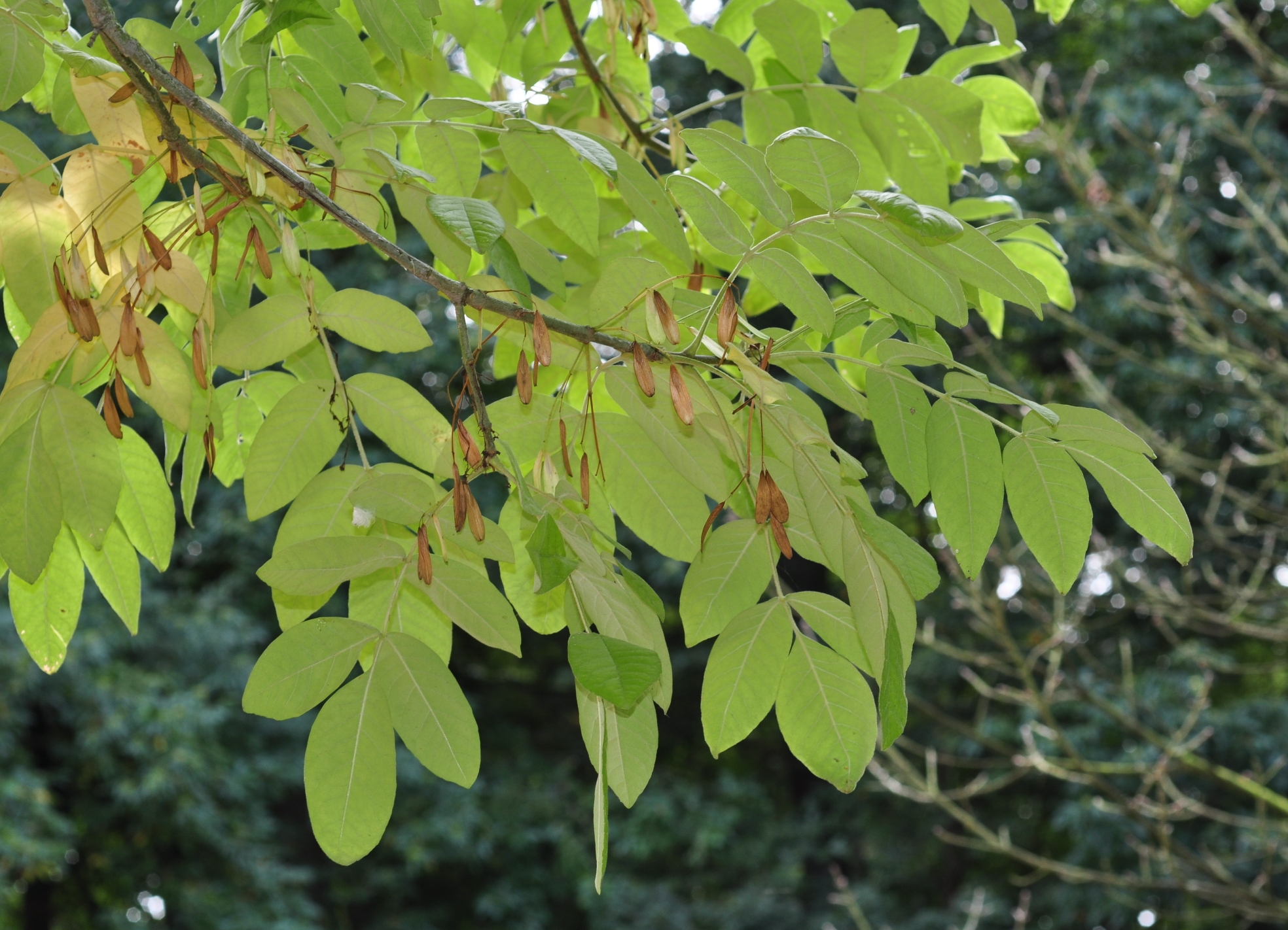 Oleaceae Fraxinus latifolia