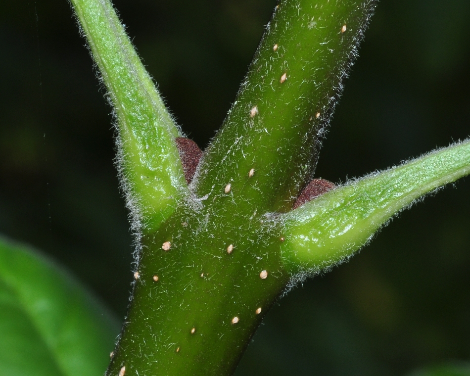 Oleaceae Fraxinus latifolia