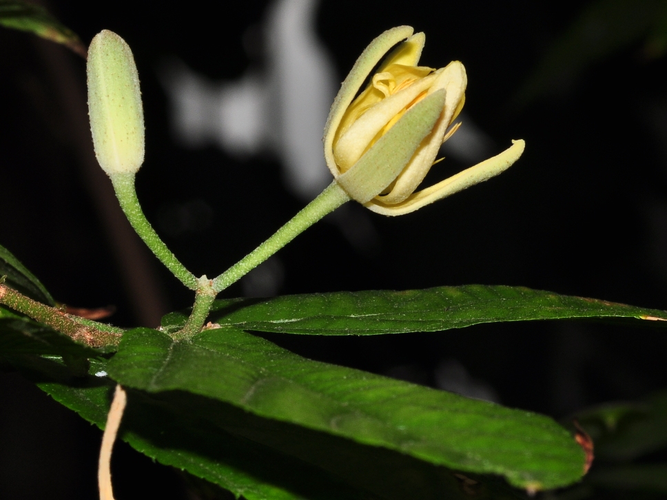 Sparmanniaceae Glyphaea brevis