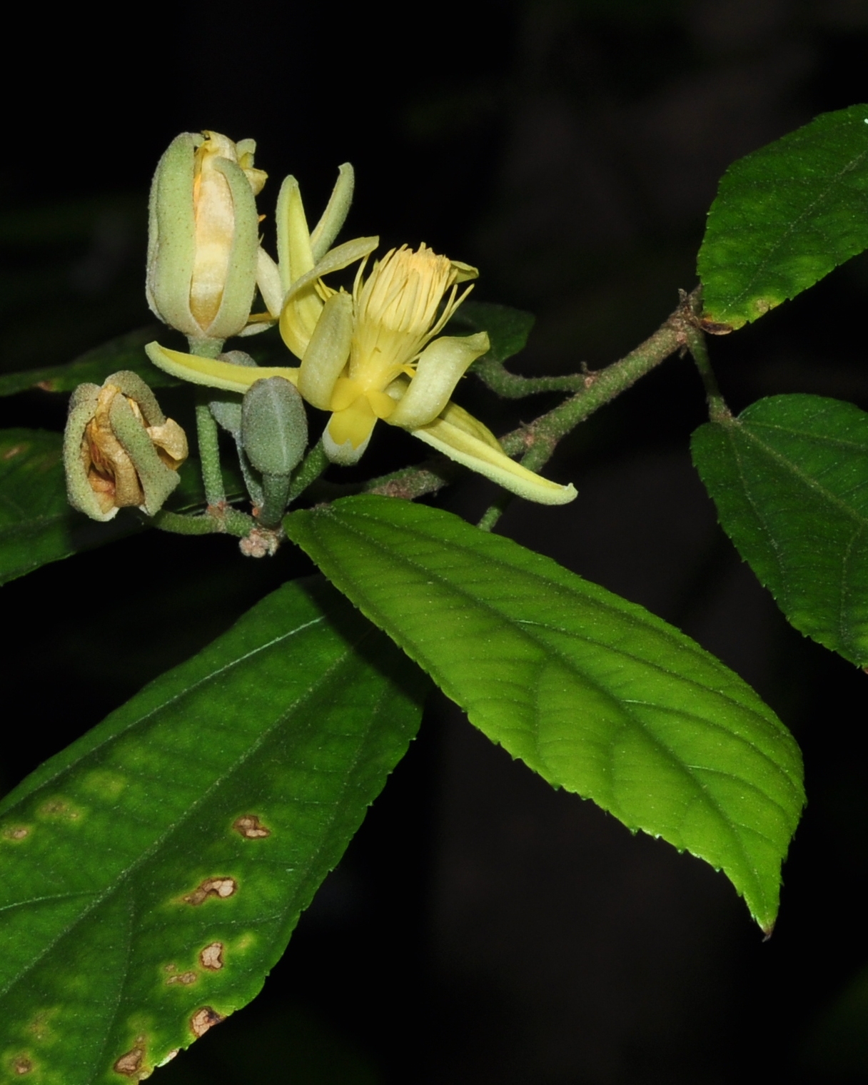 Sparmanniaceae Glyphaea brevis