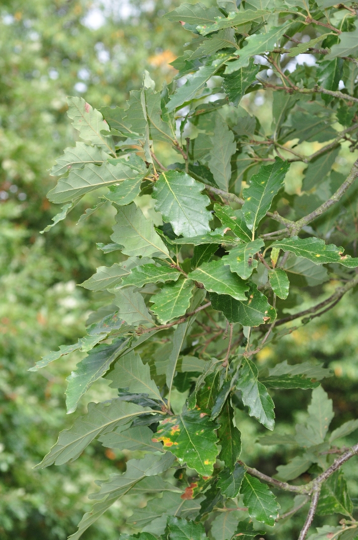 Fagaceae Quercus aliena