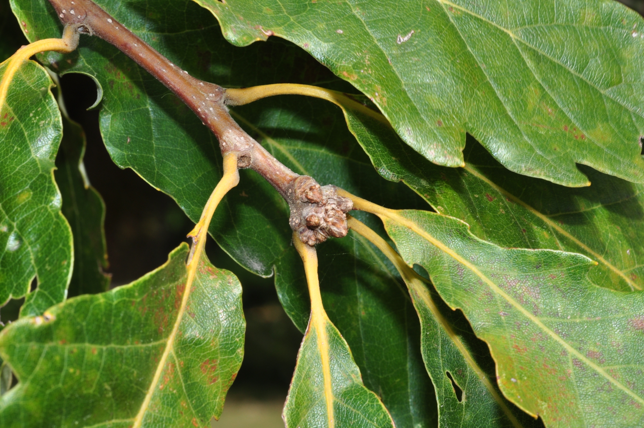 Fagaceae Quercus aliena