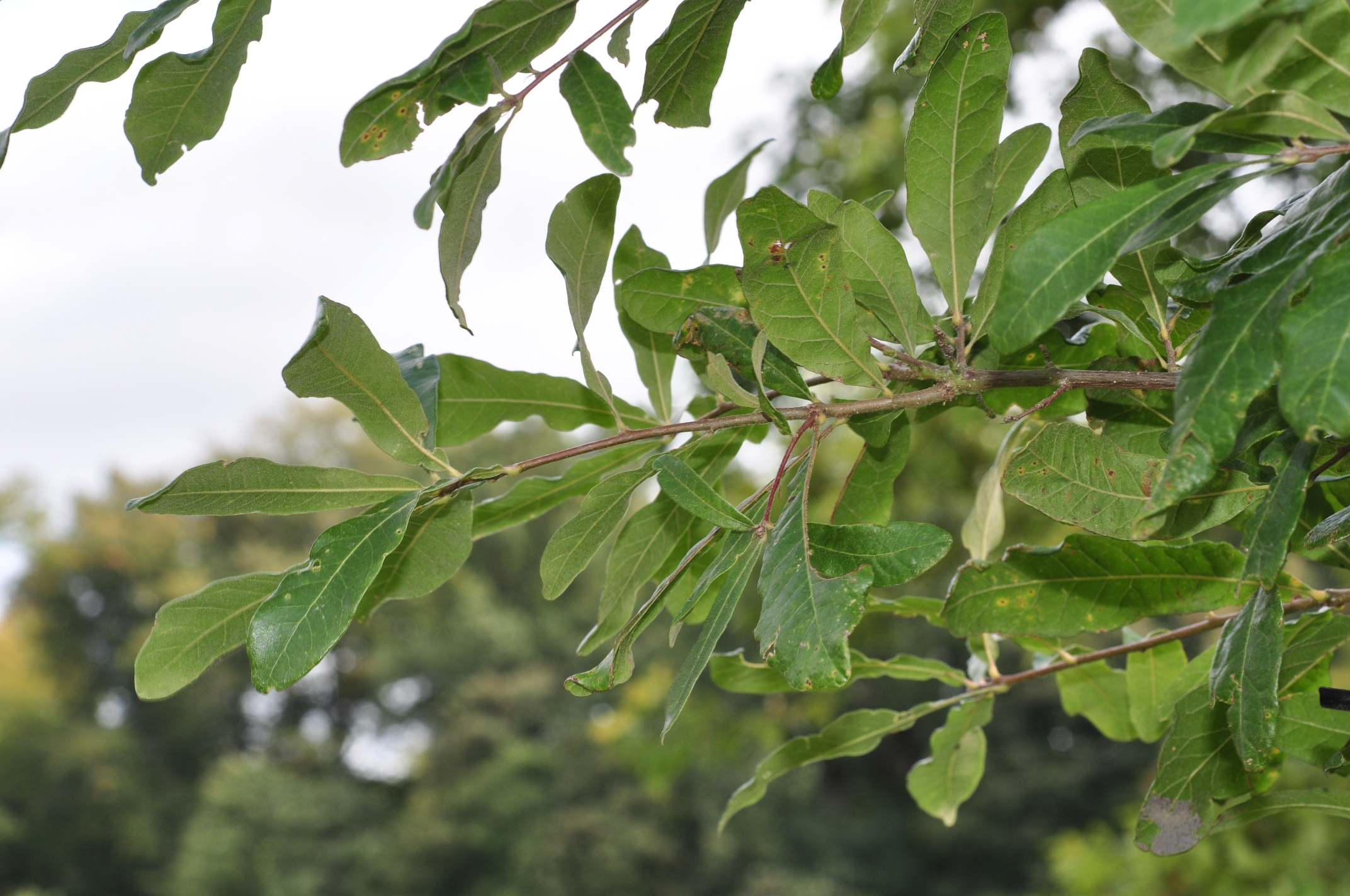 Fagaceae Quercus gravesii