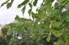 image of Quercus gravesii