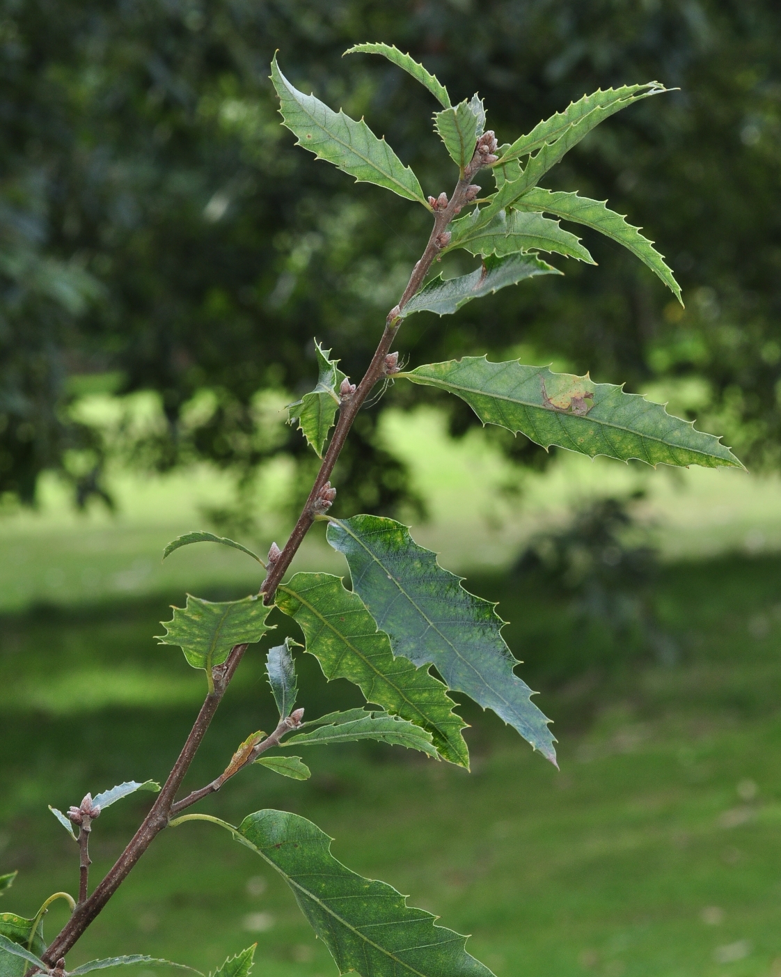 Fagaceae Quercus libani