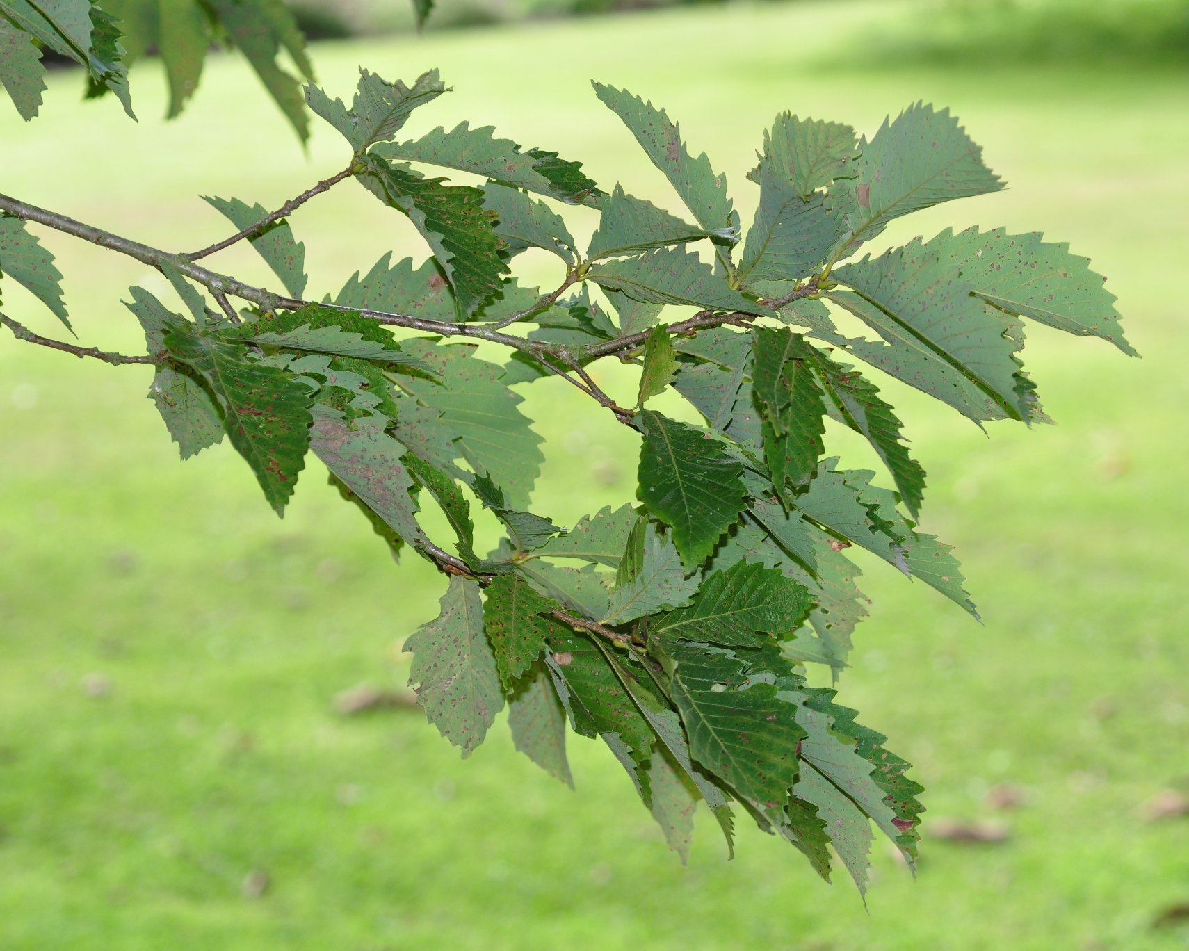 Fagaceae Quercus mongolica
