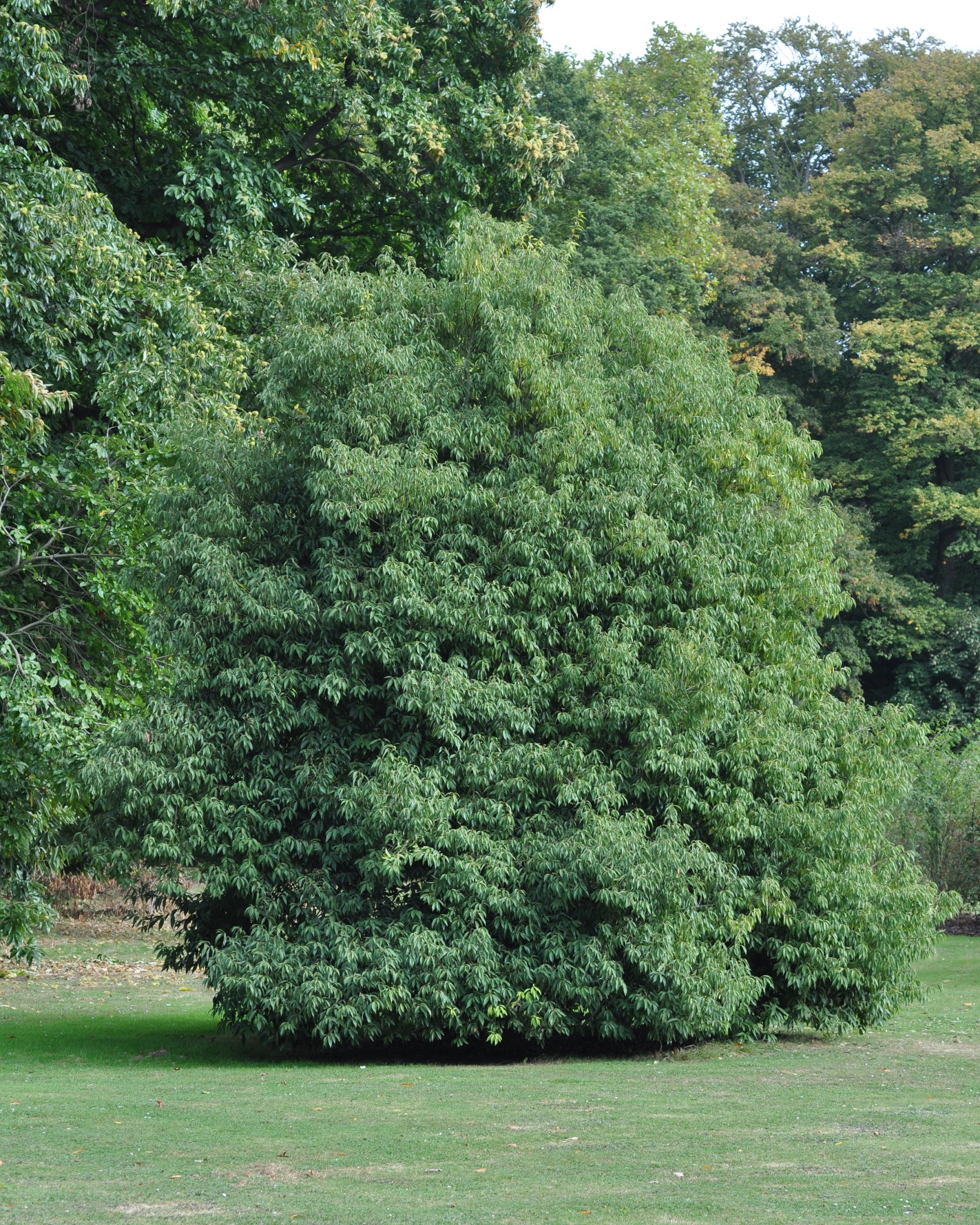 Fagaceae Quercus myrsinifolia
