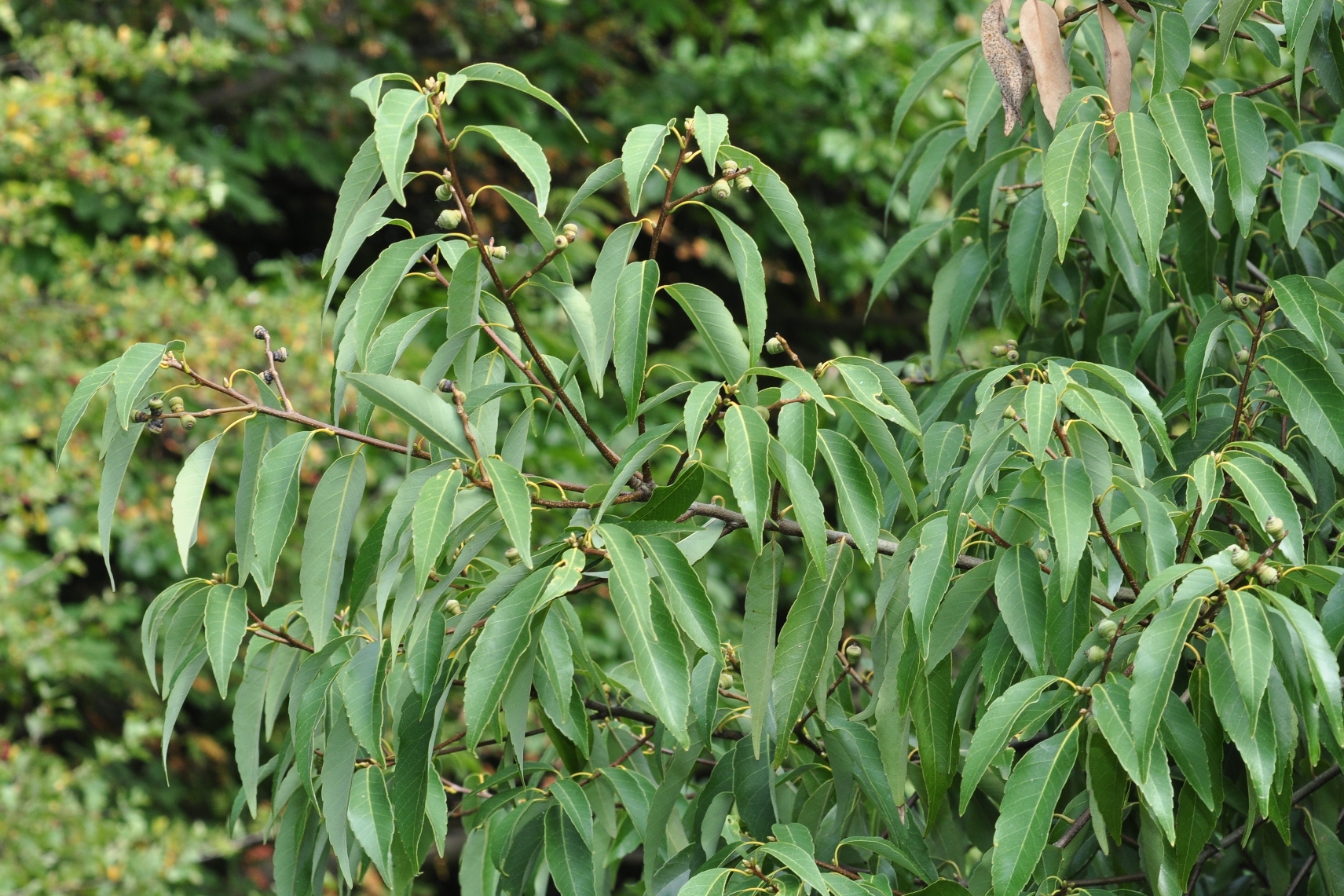 Fagaceae Quercus myrsinifolia