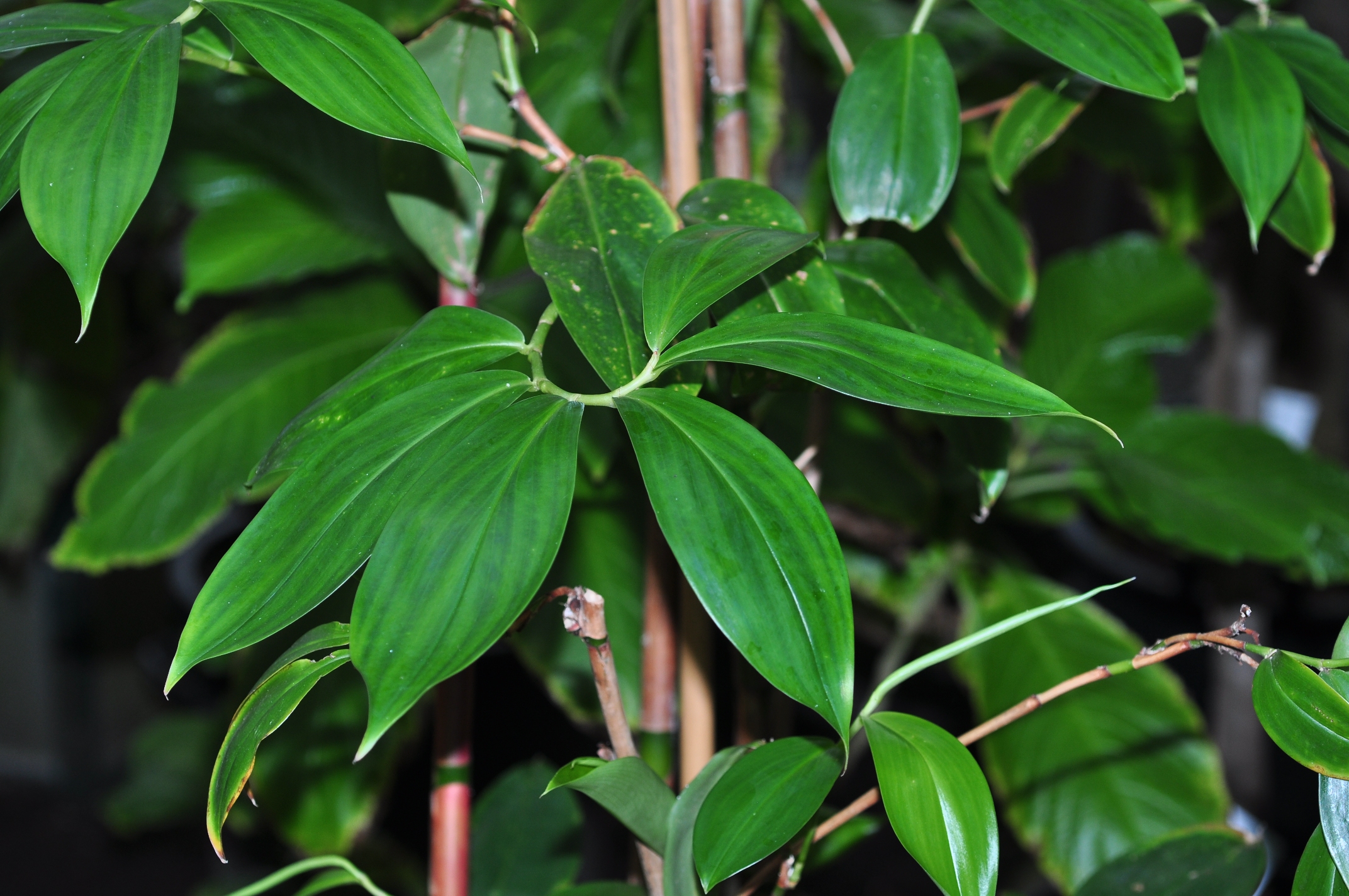 Costaceae Tapeinocheilos ananassae