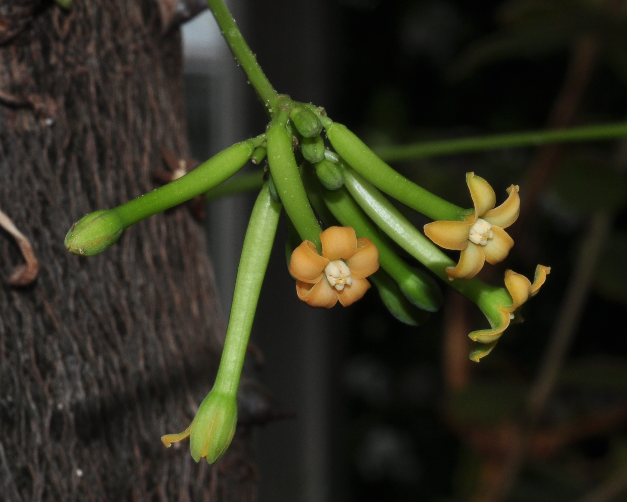 Caricaceae Vasconcellea cundinamarcensis