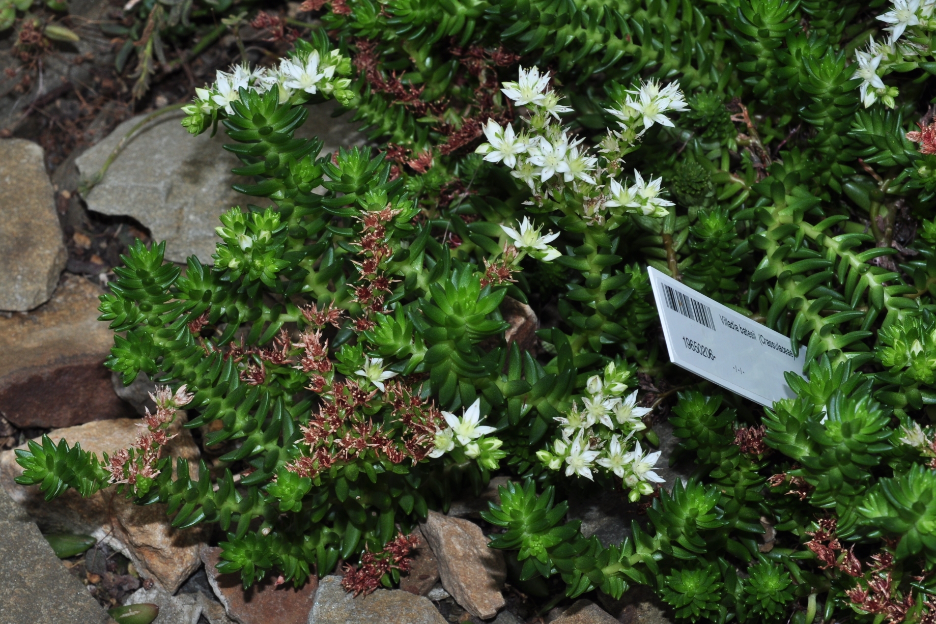 Crassulaceae Villadia batesii