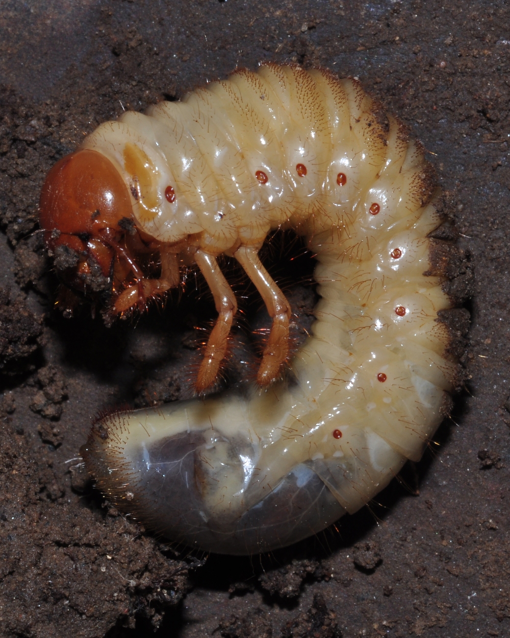 Scarabaeidae Melolontha melolontha