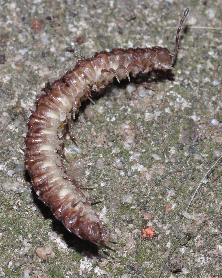 Polydesmus angustus (Polydesmidae) image 35487 at