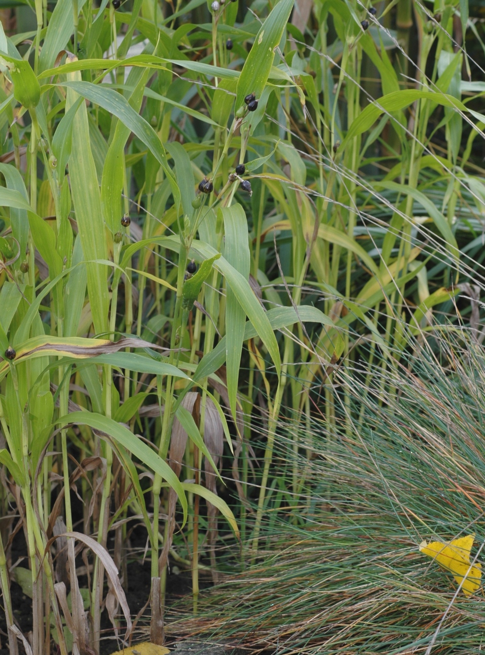 Poaceae Coix lacryma-jobi