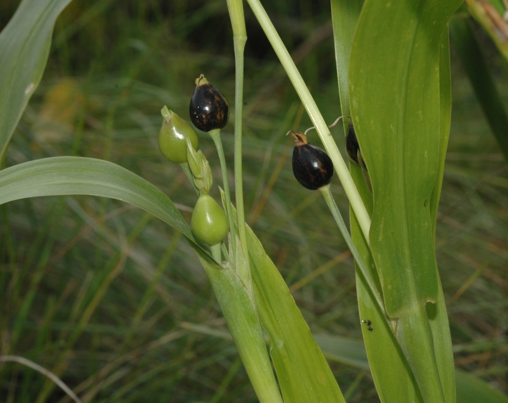 Poaceae Coix lacryma-jobi
