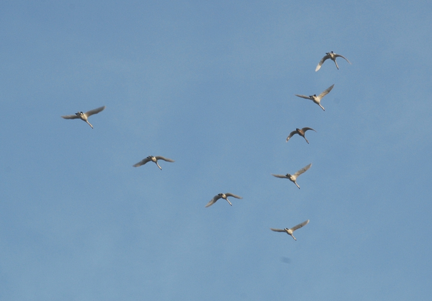 Anatidae Cygnus olor