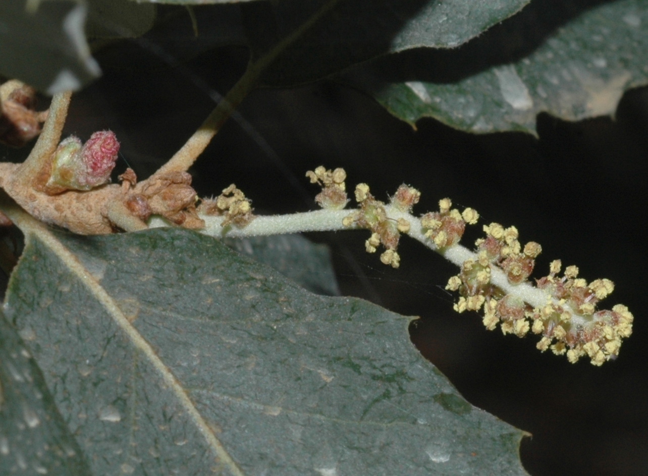 Fagaceae Quercus suber