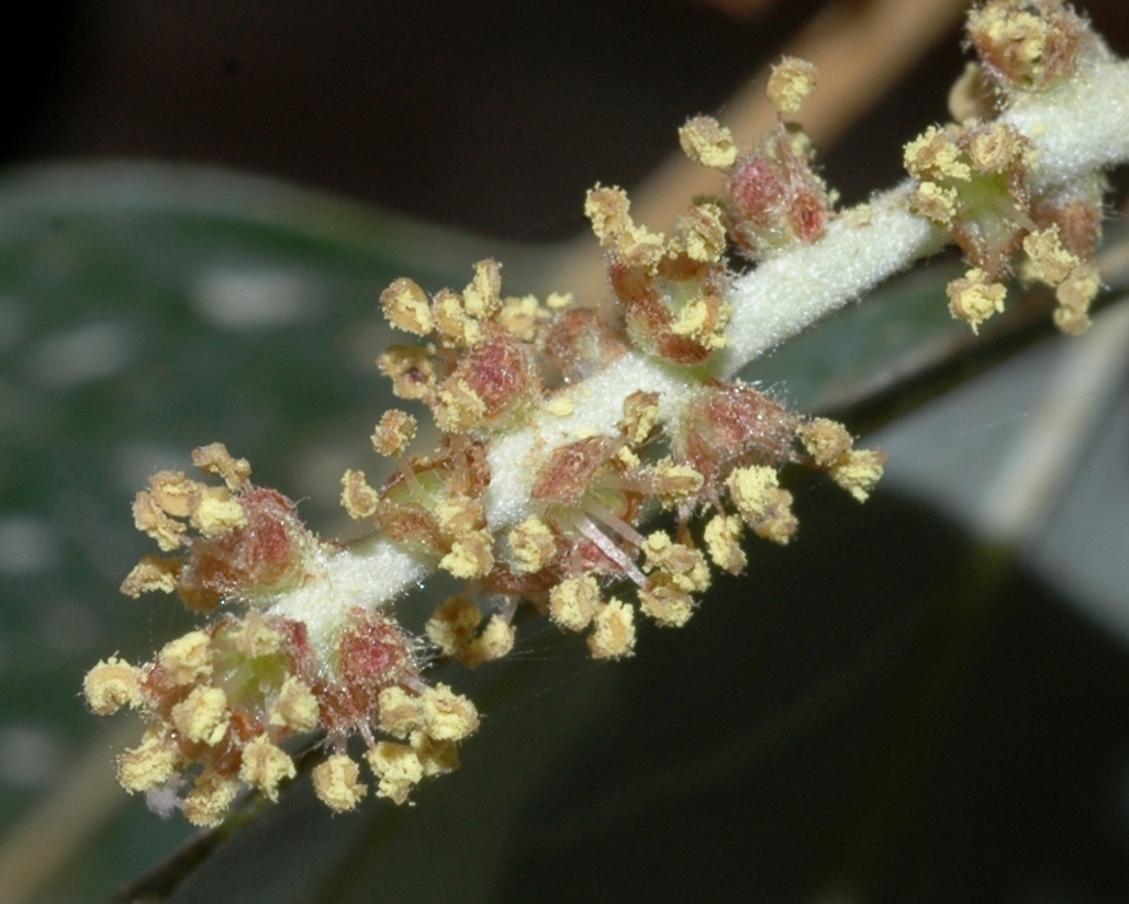 Fagaceae Quercus suber