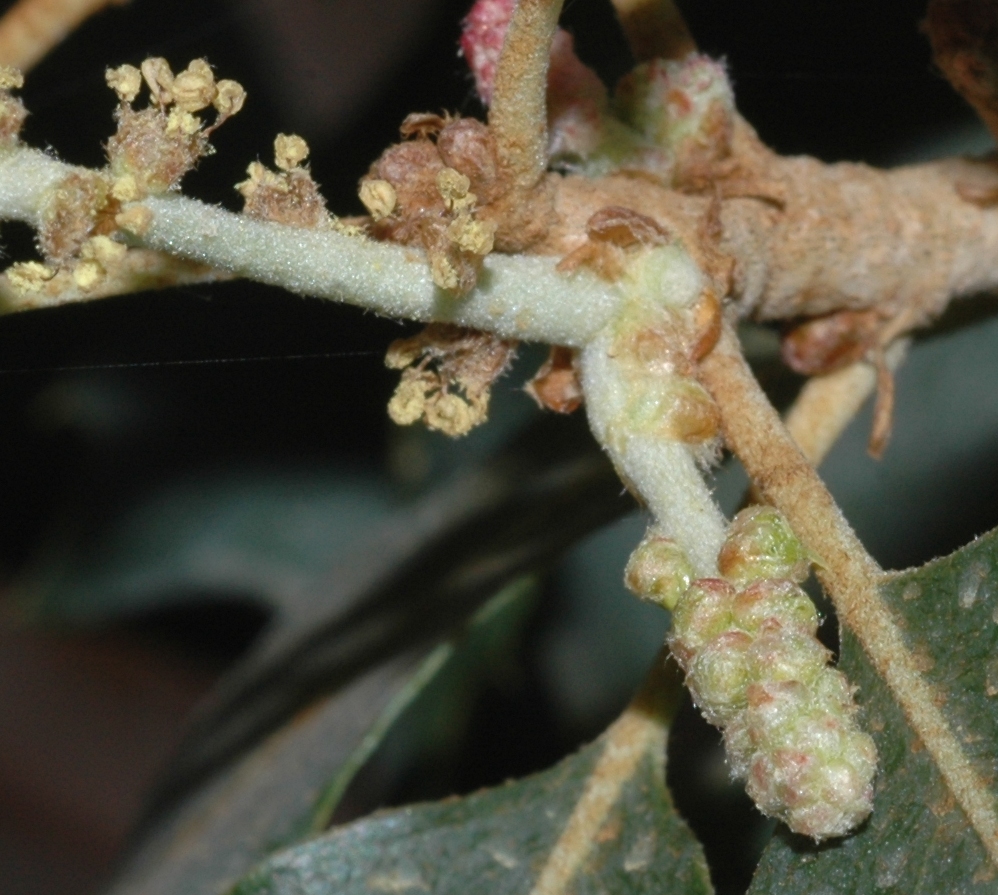 Fagaceae Quercus suber