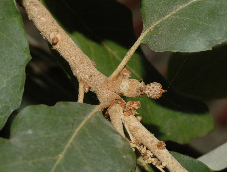 Fagaceae Quercus suber