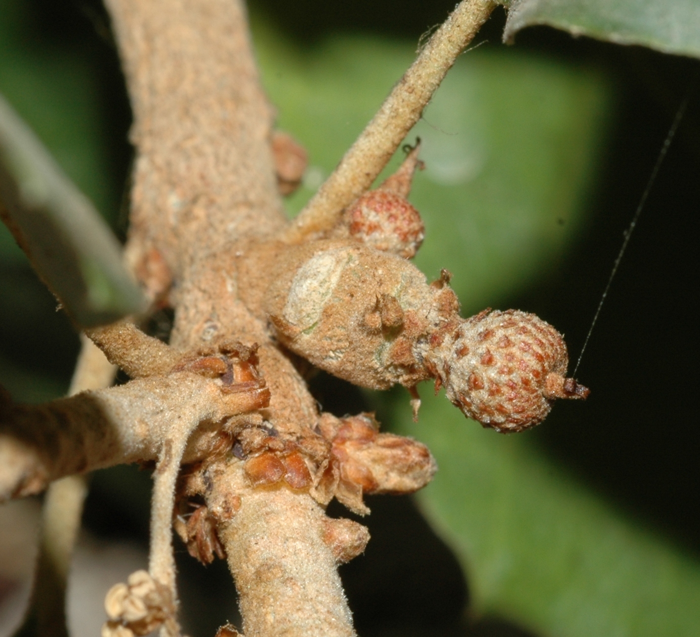 Fagaceae Quercus suber