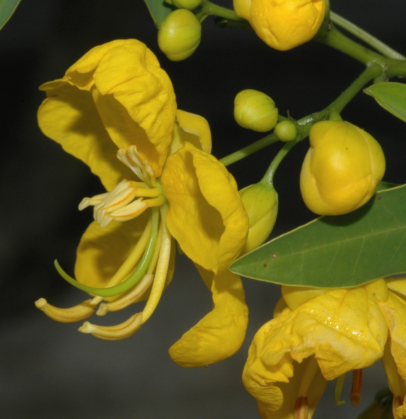 Fabaceae Senna corymbosa