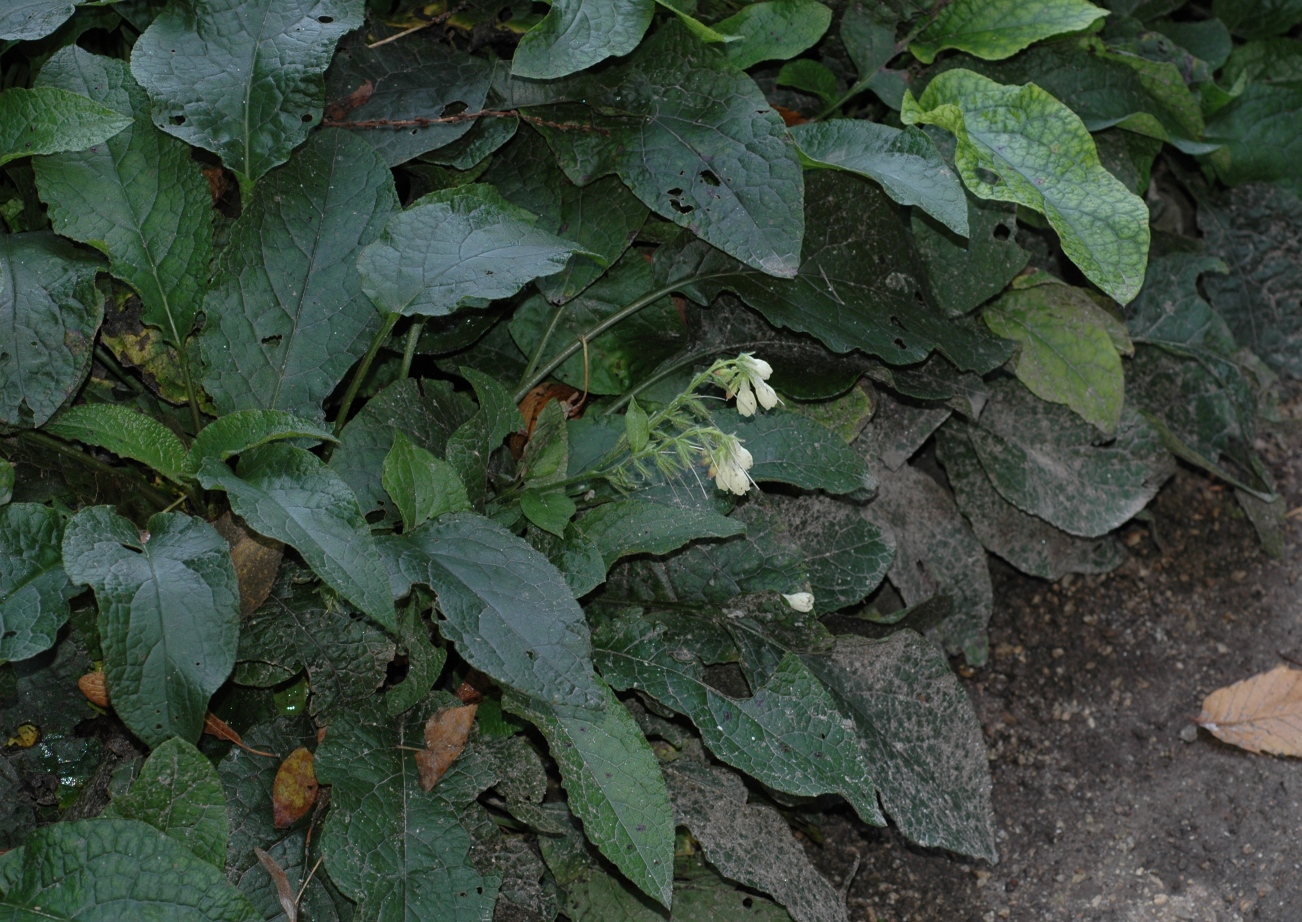 Boraginaceae Symphytum grandiflorum