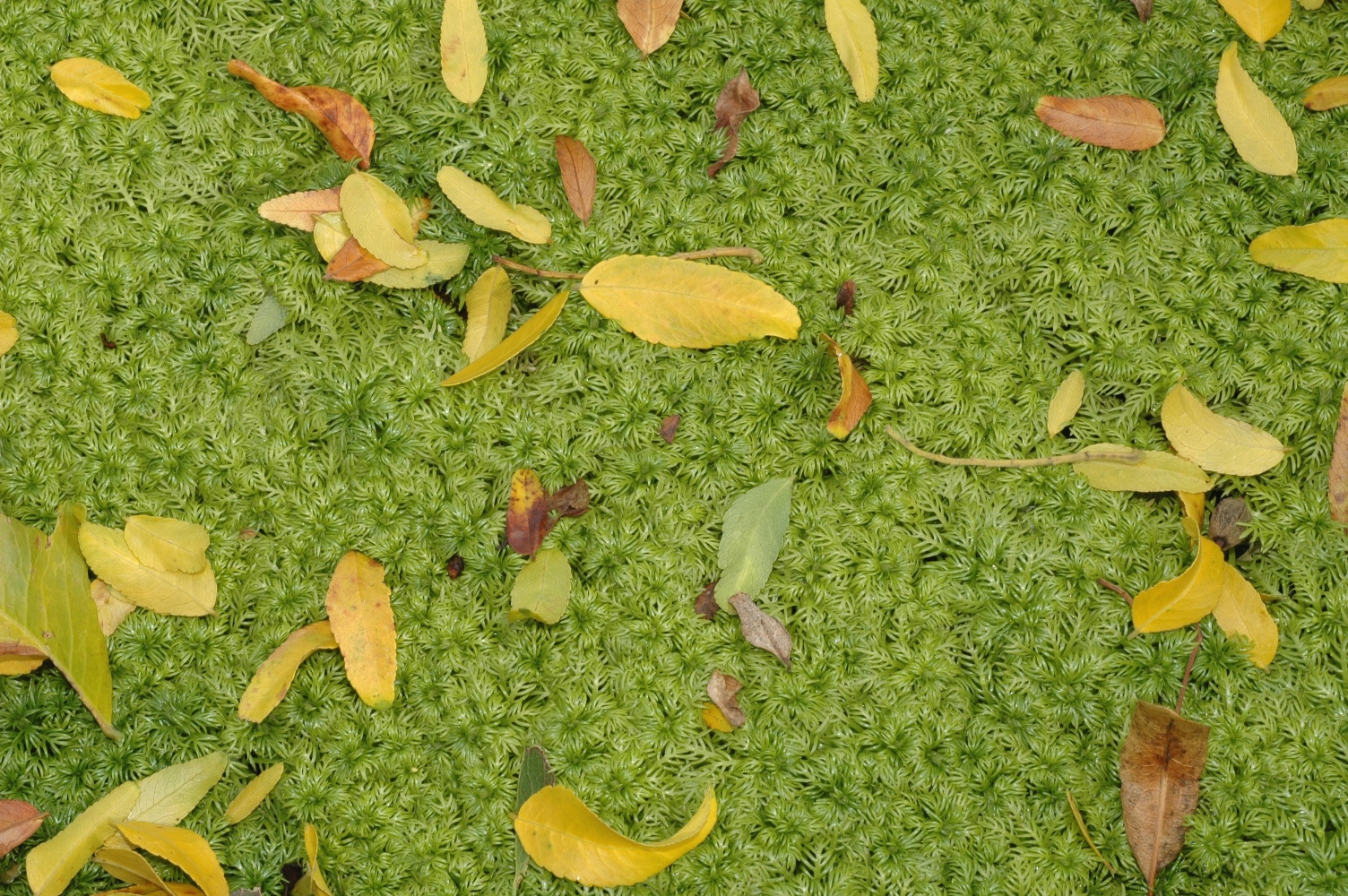 Primulaceae Hottonia palustris