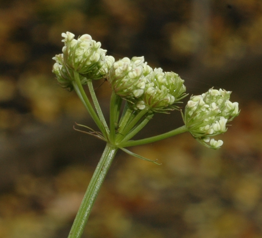 Apiaceae Oenanthe pimpinelloides