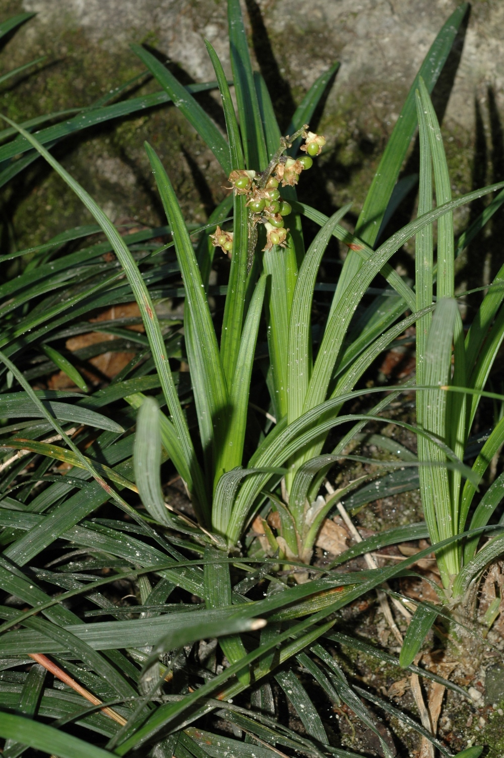 Asparagaceae Ophiopogon planiscapus