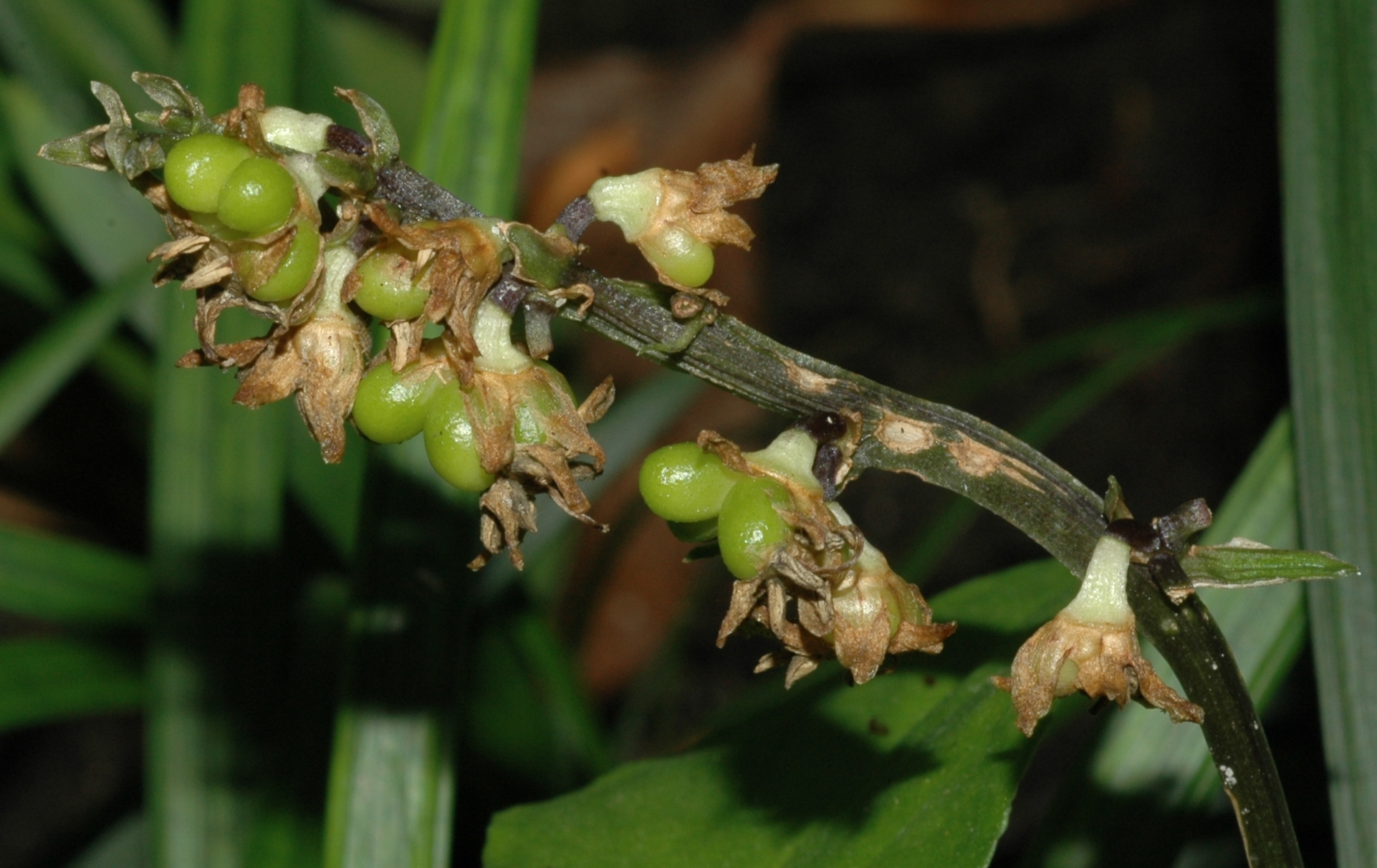 Asparagaceae Ophiopogon planiscapus