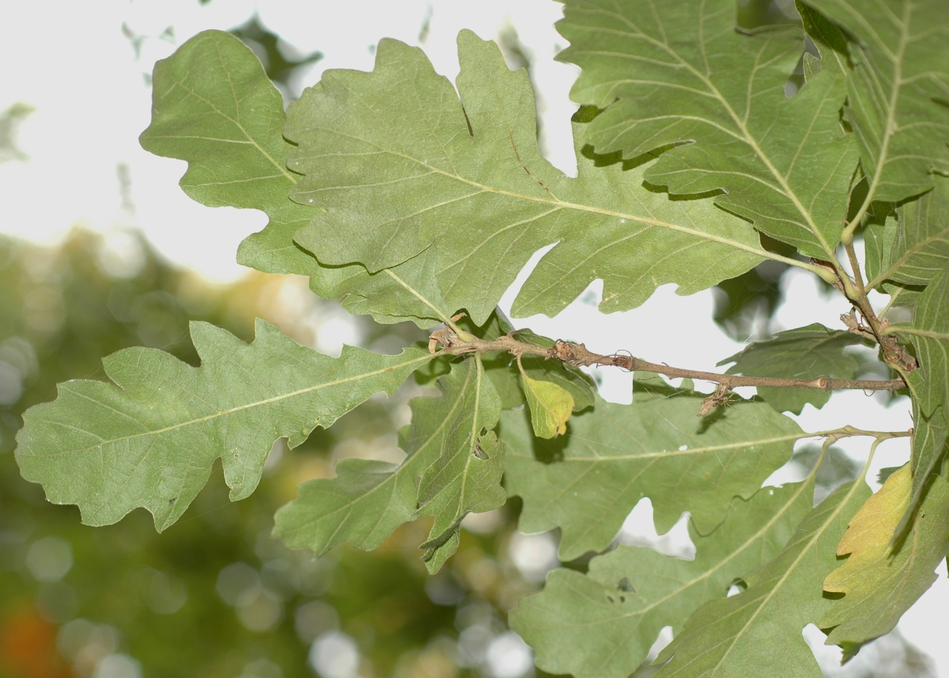 Fagaceae Quercus cerris