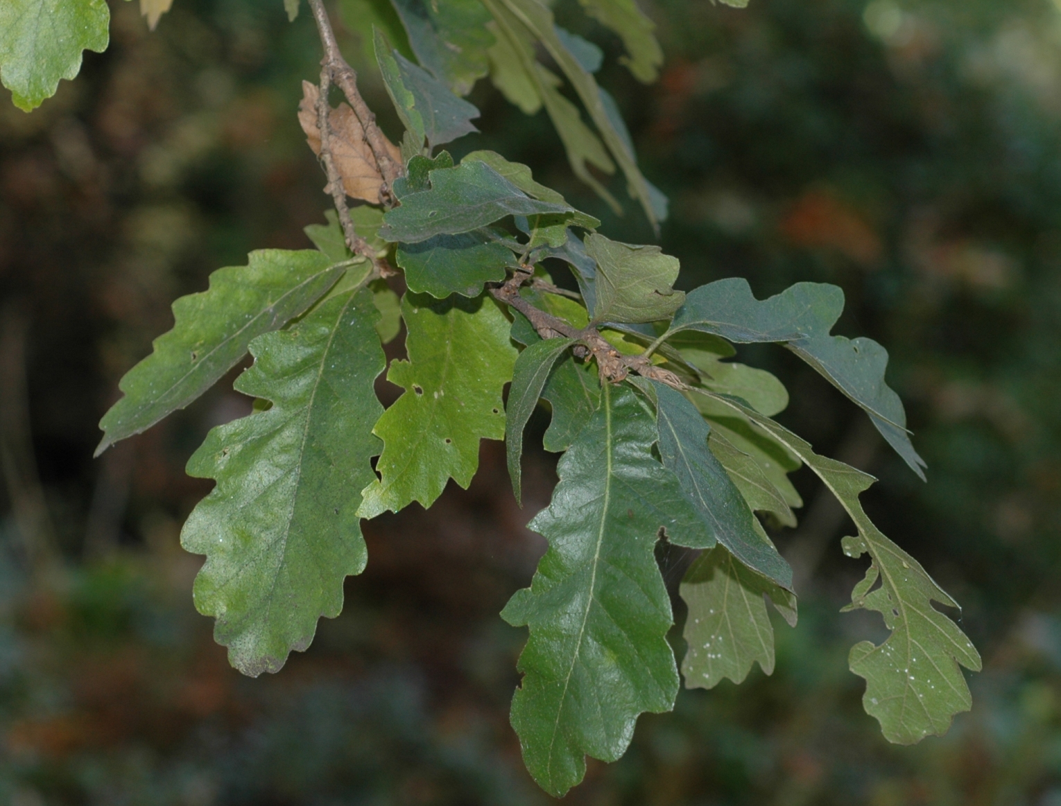 Fagaceae Quercus cerris