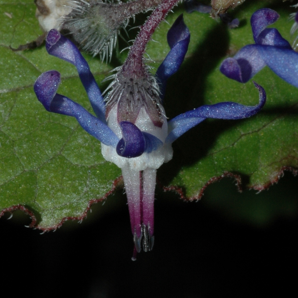 Boraginaceae Trachystemon orientalis