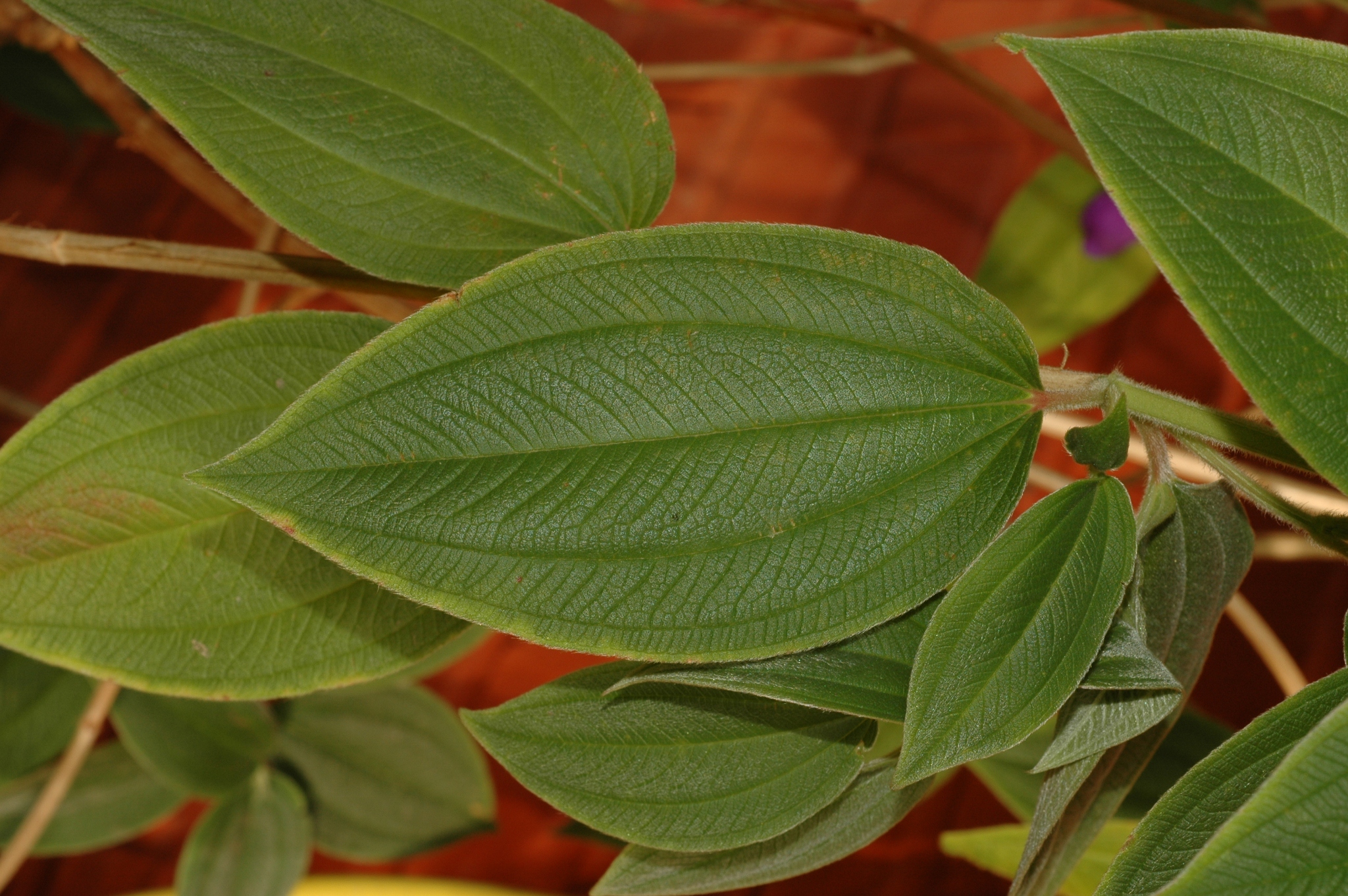 Melastomataceae Tibouchina urvilleana
