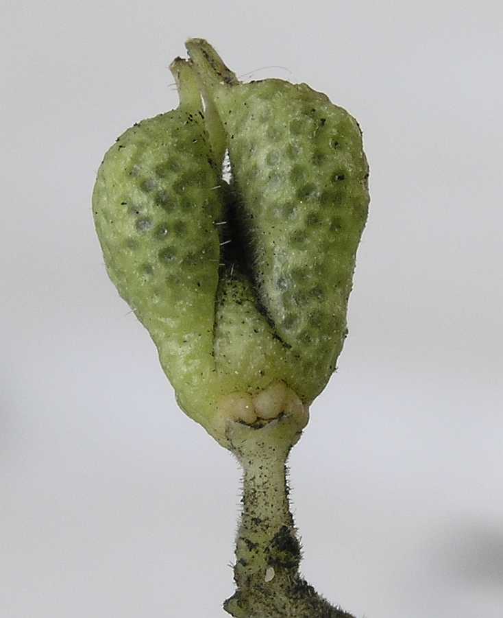 Rutaceae Euodia hupehensis