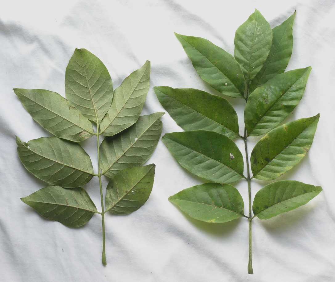 Rutaceae Euodia hupehensis