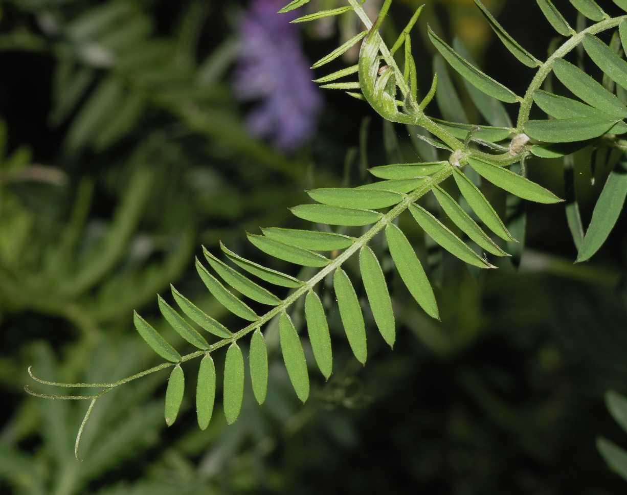 Fabaceae Vicia cracca