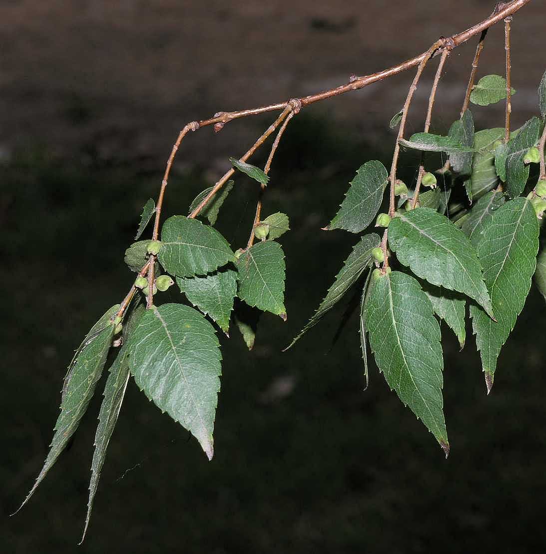 Ulmaceae Zelkova serrata