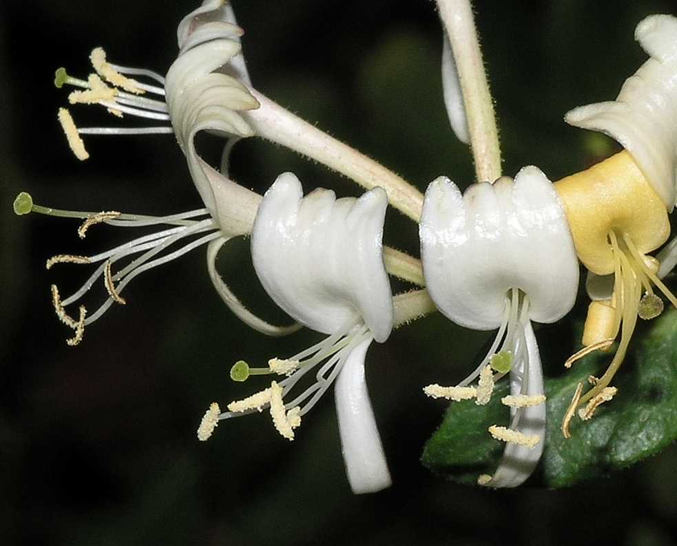 Caprifoliaceae Lonicera periclymenum