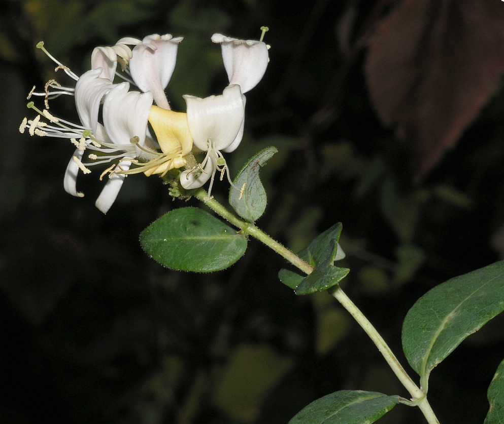 Caprifoliaceae Lonicera periclymenum