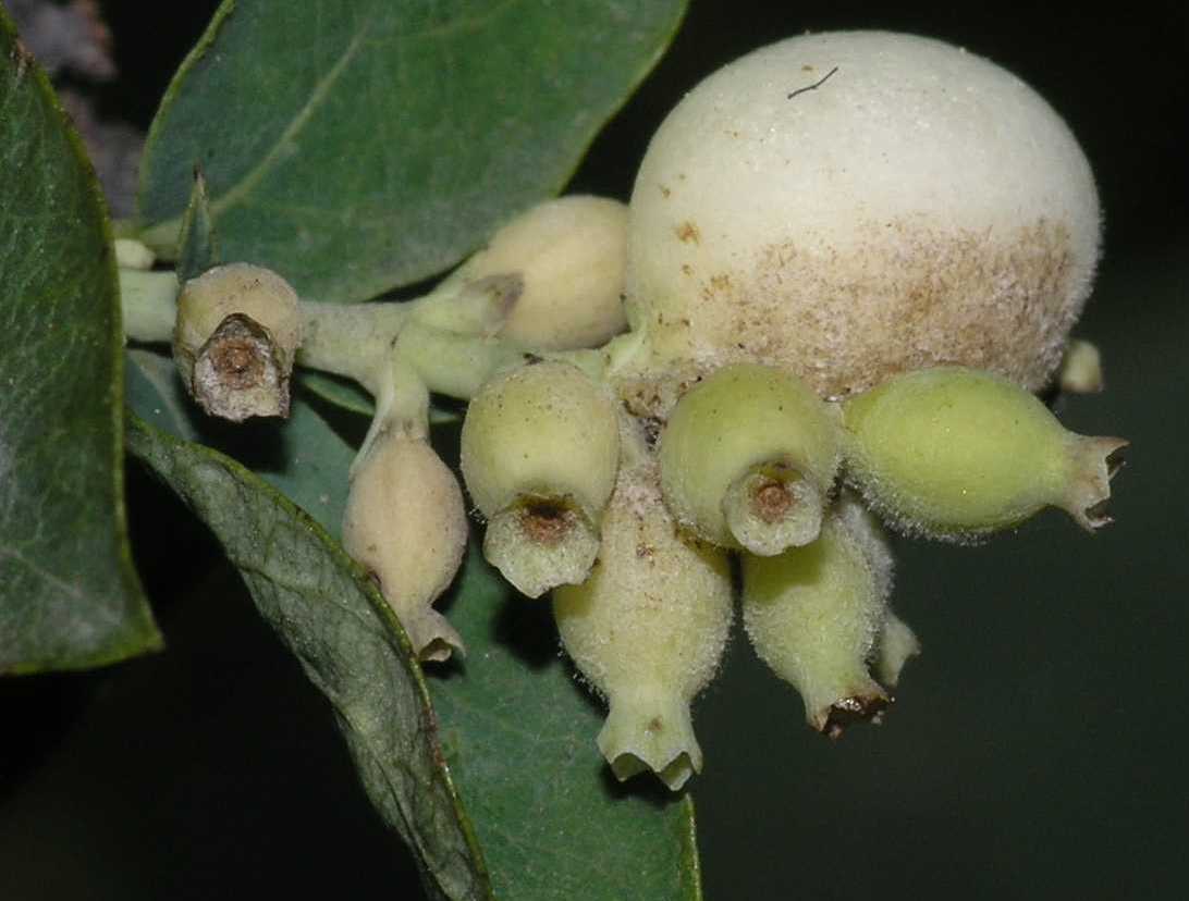 Caprifoliaceae Symphoricarpos alba